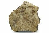Fossil Tyrannosaur (T rex) Bone Section - Wyoming #353590-1